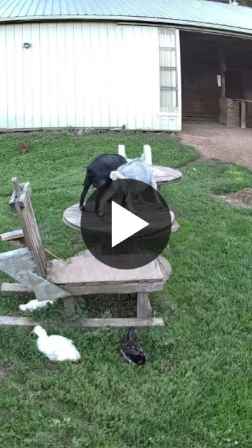 ▶ Watch the video